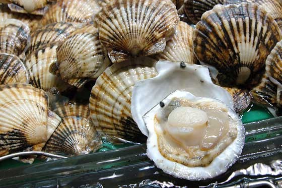 Морские гребешки Морские гребешки